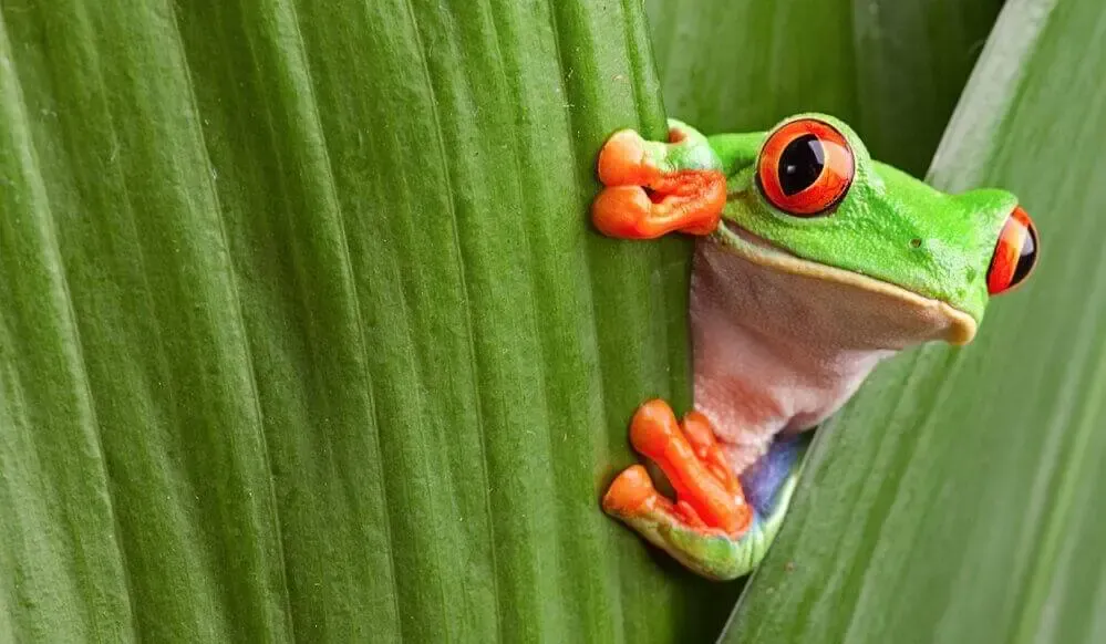 En grön groda som gömmer sig bakom ett blad